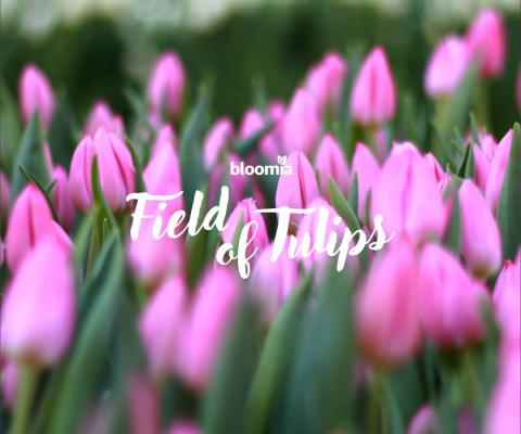 Field of Tulips 2019.jpg